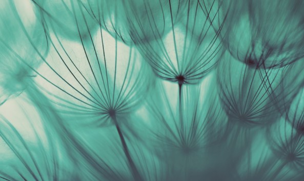 DANDELION SEED-2